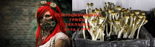 ПСИЛОЦИБИНОВЫЕ ГРИБЫ Баксан